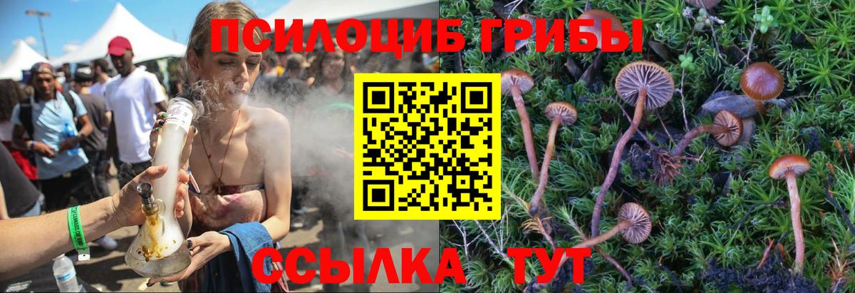цена наркотик  Вход с VPN  Хасавюрт  Псилоцибиновые грибы Psilocybine cubensis 